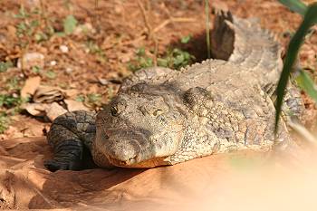 Krokodil Mombasa
