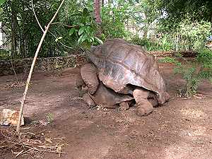 Schildkröten Kenia